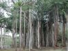 023-Tropical-tree-Ficus-bengalensis