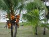 034-Coconut-palm-trees