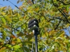 Einspeisung Antenne